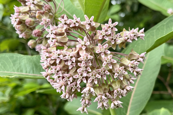 photo of a cluster of common milkweed flowers