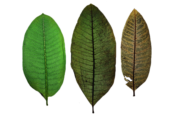 photo of three milkweed leaves showing increasing degrees of ozone damage