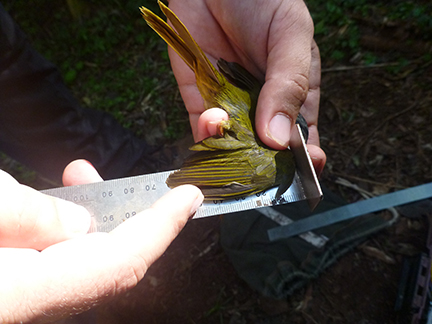 Field biologiest measuring bird wing