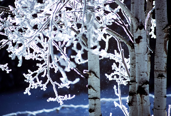 Icy trees light up by the sunlight