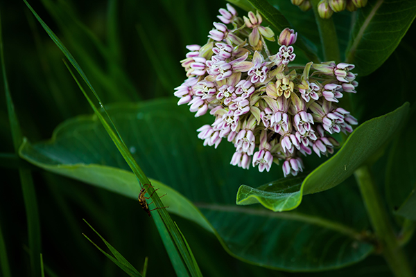 Milkweed in the forest