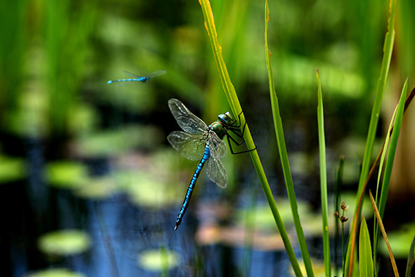 Two dragonflies at a pond