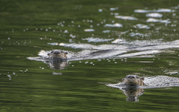 Otters in water