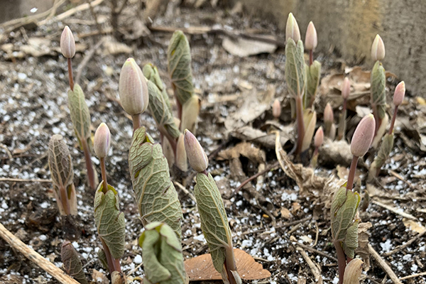Bloodroot blooming in early spring