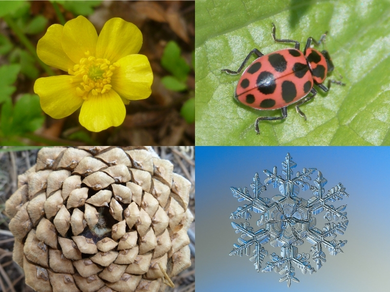 seasons of the year represented by buttercup, ladybug, pinecone, and snowflake