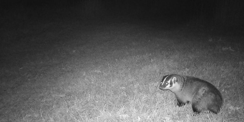nighttime photo of a badger taken on a Snapshot Wisconsin trail camera