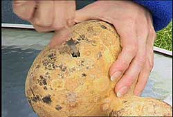 cutting into the gourd