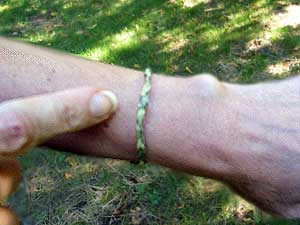 finished milkweed bracelet