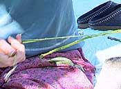 begin braiding the milkweed stem