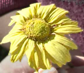 Photo of a flower preserved