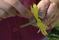 Adding floral wire to the stem of the flower