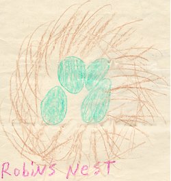 Drawing of robin's nest