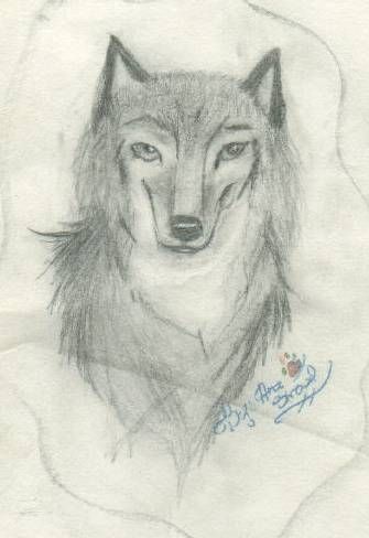 Drawing of wolf