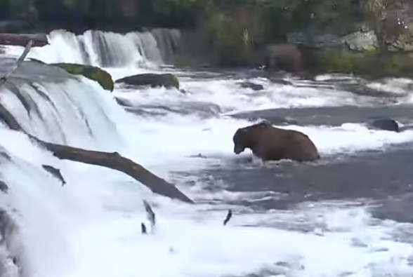 Brown bear catching fish