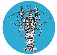 illustration of crayfish in the water