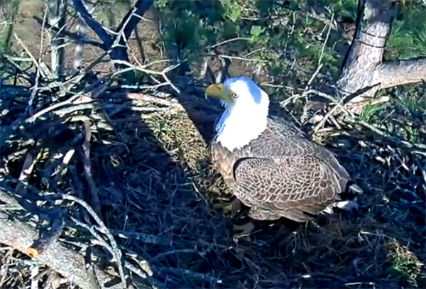 Eagle in nest