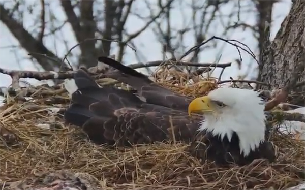 Eagle in nest