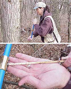 Here you can see Mary Ann drilling the increment borer into a red pine. Next the wood core is removed using the extractor.