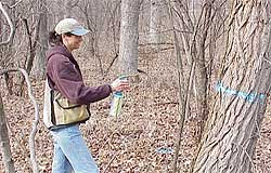 Mary Ann has marked an undesirable black locust tree to be removed from an oak forest.