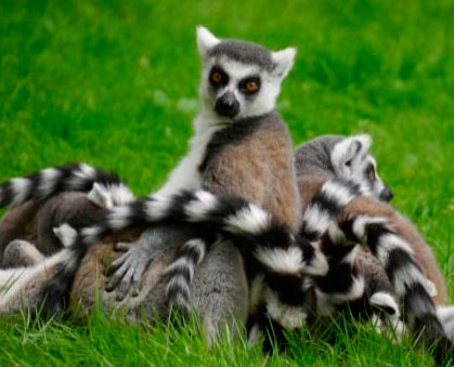 photo of several ring-tailed lemur in Madagascar