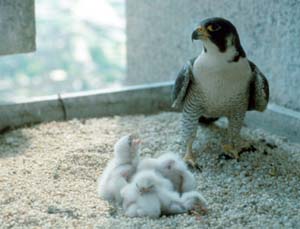 Peregrin falcon with chicks