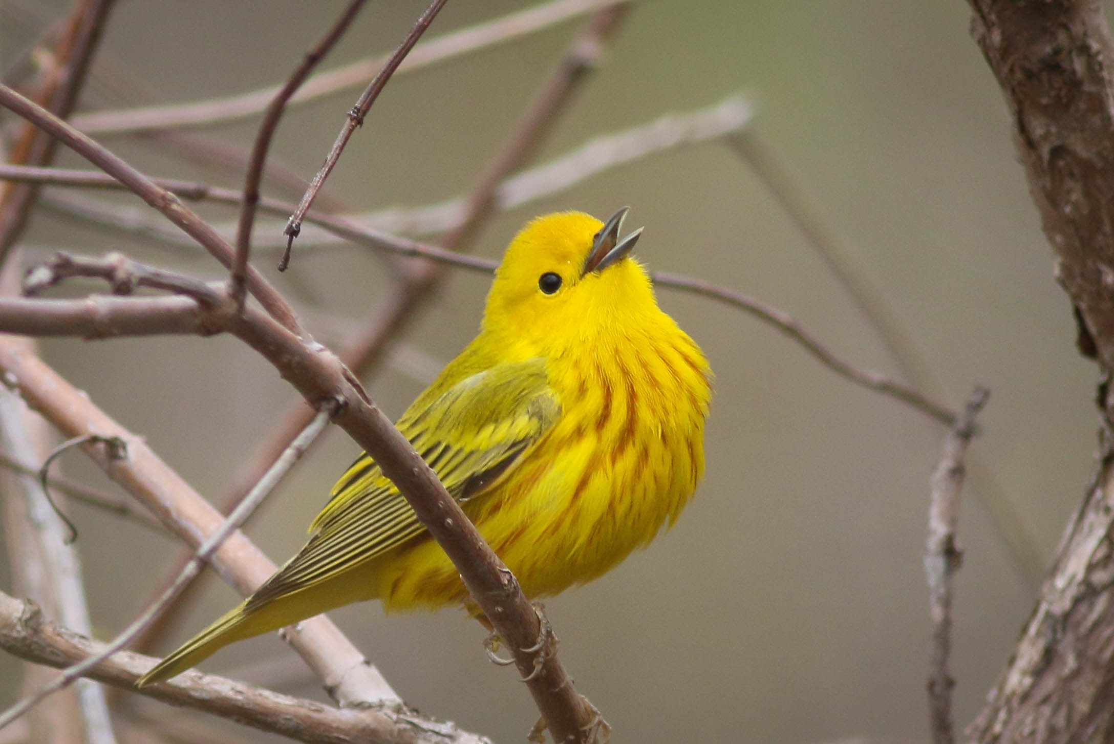 Yellow Warbler by Skip Russell (CC BY-NC-ND 2.0)