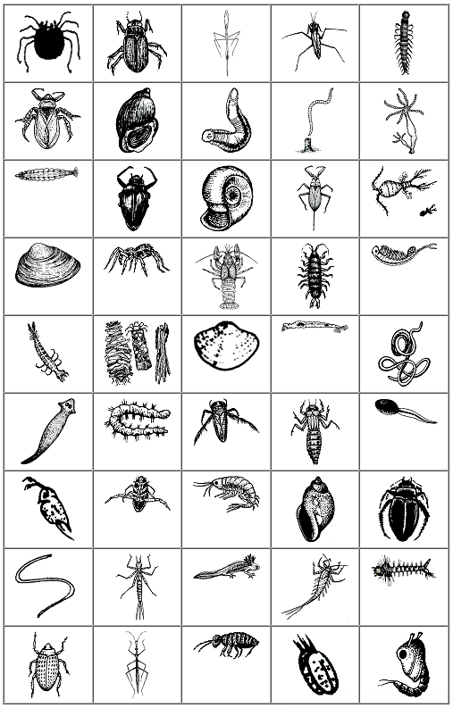 Grid of illustrated water critters